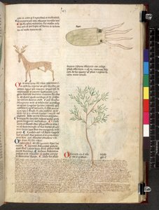 Tractatus de herbis (Kruidenboek) c.1280-1310