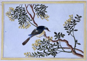 Vogel - Japanse prent