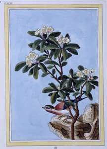 Vogel - Japanse prent door Japanese School