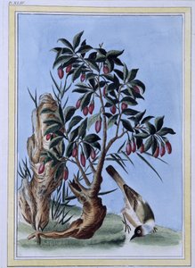 Vogel - Japanse prent