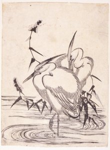 Twee reigers