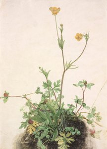 Duits: Boterbloem, rode klaver en weegbree Boterbloemen, rode klaver en weegbree door School of Albrecht Dürer