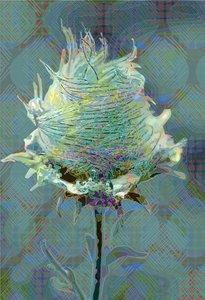 Hout Avens3, 2019