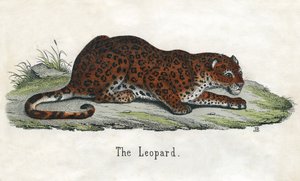 Antieke prent van een Afrikaanse luipaard