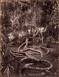 Een klimplant in de Peradeniya-tuinen, Ceylon door Scowen and Co.