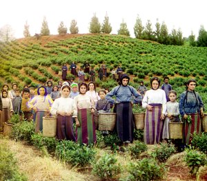 Een groep jonge Griekse vrouwen en kinderen die thee oogsten, Chakva, Russisch rijk, tussen 1905 en 1915 door Sergey Prokudin Gorsky