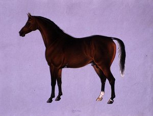 Oppidan, ca. 1840 door Shaik Muhammad Amir of Karraya