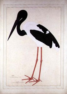 Zwartnek Ooievaar, Xenorhynchus Asiaticus, geschilderd voor Lady Impey in Calcutta