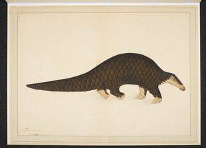 Add. Or. 4667, Pangolin of schubdier door Shaikh Zain ud Din (fl.1777 83)