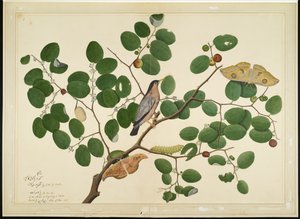 Brahminy Spreeuw met Twee Antheraea Motten, Rups en Cocoon op Indiase Jujube Boom, folio uit een Serie in Opdracht van Lady Impey, 1777
