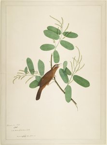 Hwamei op Terminalia Tak, folio uit een Serie in Opdracht van Lady Impey, 1780 door Shaikh Zain ud Din