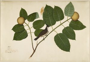 Roodwangbuulbuul en Aganais Ficus Mot op Kadamba Tak, folio uit een serie in opdracht van Lady Impey, 1777 door Shaikh Zain ud Din