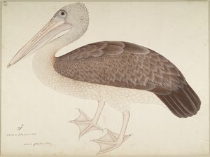 Gevlekte Pelikaan, folio uit een Serie in Opdracht van Lady Impey, ca. 1780-82