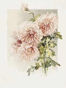 Chrysanten door Sidney Thomas Callowhill