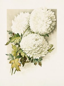 Chrysanten voor kerstavond door Sidney Thomas Callowhill