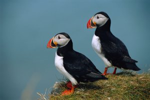 IJsland, Ingolfshofdi, Paar Atlantische Papegaaiduikers op met gras bedekte klif, 2022 (foto)