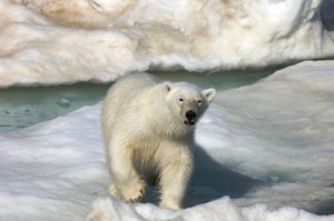 IJsbeer (Ursus maritimus) loopt over een ijsschots, Svalbard-eilanden, Noorwegen, 2022 (foto) door Sisse Brimberg