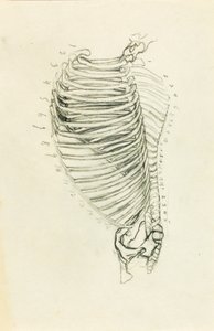 Anatomie door Solon H. Borglum