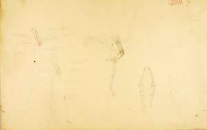 Anatomie van het paard door Solon H. Borglum