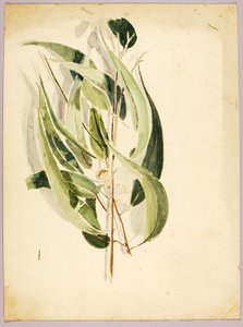 Studie van planten door Solon H. Borglum