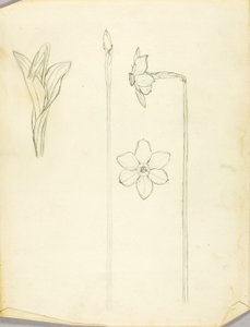 Studie van planten door Solon H. Borglum
