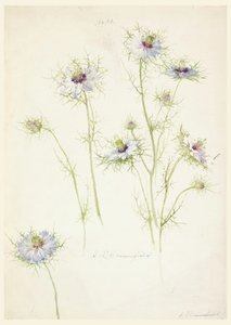 Tekening, Studies: Liefde in de mist, eind 19e eeuw door Sophia L. Crownfield