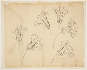 Studies van pompoen- of kalebasbloemen door Sophia L. Crownfield