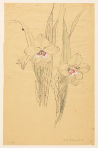 Studie van amaryllissen door Sophia L. Crownfield