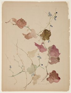 Studie van Clematis Wijnstok met Blauwe Bessen door Sophia L. Crownfield