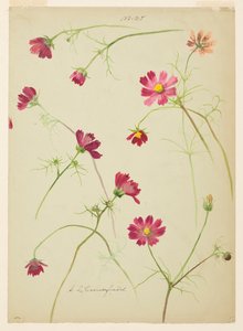 Studie van Cosmos door Sophia L. Crownfield
