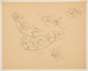 Studie van kornoelje door Sophia L. Crownfield