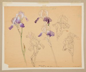 Studie van irissen door Sophia L. Crownfield