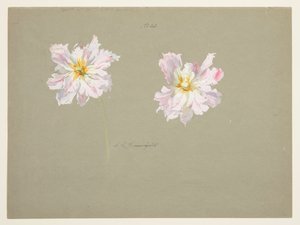 Studie van Lichtroze Pioenen door Sophia L. Crownfield