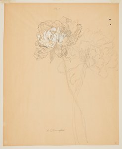 Studie van Pioenen