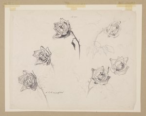 Studie van rozen door Sophia L. Crownfield