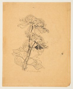 Studie van Twee Chrysanten door Sophia L. Crownfield