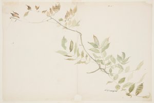 Studie van Wisteria-bladeren door Sophia L. Crownfield