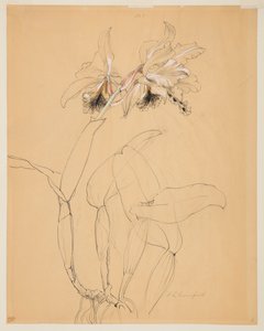 Studie van een orchidee door Sophia L. Crownfield