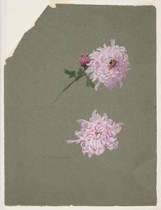 Twee studies van violette chrysanten