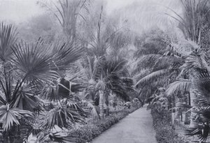Palm Avenue, Botanische Tuinen, Durban door South African Photographer