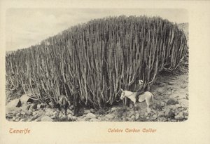 Mannen bekijken de beroemde cactus in Cardon op Tenerife (zwart-wit foto) door Spanish Photographer