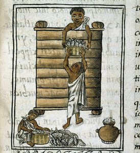 Codex van de verovering van Mexico: Maïsoogst