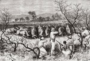 Buffeljacht in Centraal-Afrika in de late 19e eeuw, uit 