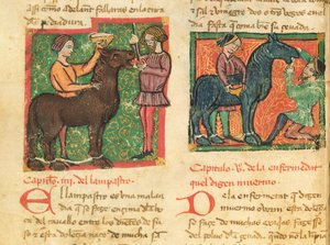 Genezing van glossitis bij een paard, uit Libro de Menescalcia y Albeyteria door Juan Alvarez, c.1390 door Spanish School