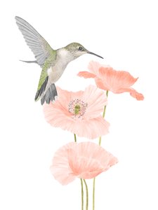 Kolibrie Tuin