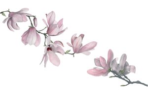 Magnolia door Stacy Hsu
