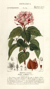 Achiote of lippenstiftboom, Bixa orellana door Stanghi Stanghi