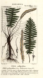 Borstelvaren, Trichomanes elegans