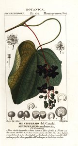 Canadese maanzaad, Menispermum canadense door Stanghi Stanghi