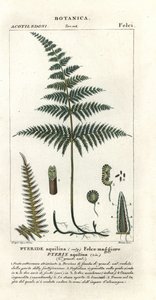 Gewone adelaarsvaren, Pteridium aquilinum door Stanghi Stanghi